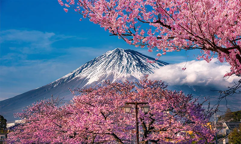 Papel De Parede Montanha E Sakura Japonesa MP - Fran Adesivos de